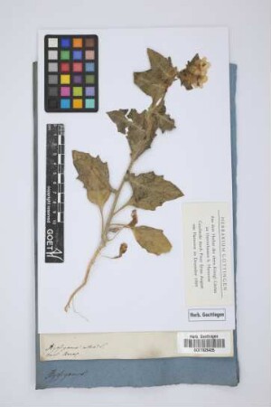 Hyoscyamus albus L.