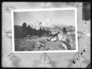 Reproduktion Postkarte (?) Kühe auf Alm, im Hintergrund Bergmassiv