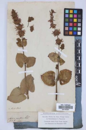 Salvia napifolia Jacq.