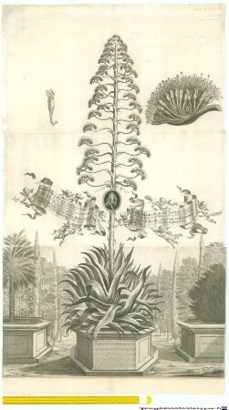 Obige Aloe spinosa oder Mucronato Folio Americana major ... : nach dem Sie anno 1660 aus dem Hoch. Gräffl. Hohenloh-Weickersheimischen Garten hieher zur Hochfürstl. Residenz Onoltzbach verehret worden, hat Solche in dem Hochfürstl. Brandenburg. Onoltzbach. Lust- und Pommerantzen-Garten den 7. Juni 1687 ... angefangen einen Stamm über Sich zu treiben ...