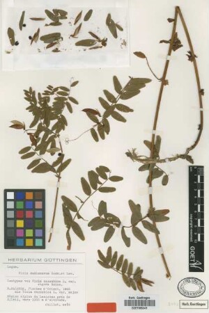 Vicia cassubica L. var. major Boiss.[type]