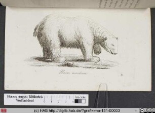 Ursus Maritimus / Der nordische Eisbär, Polarbär.