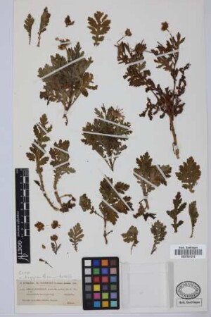 Ismelia broussonetii (Pers.) Sch.Bip.