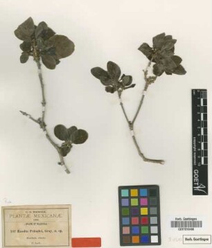 Randia pringlei A.Gray [type]
