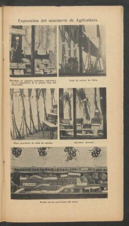 Exposición del ministerio de Agricultura - [Ilustración]