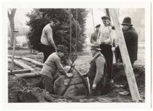 Verpflanzen großer Bäume: Baumtransport