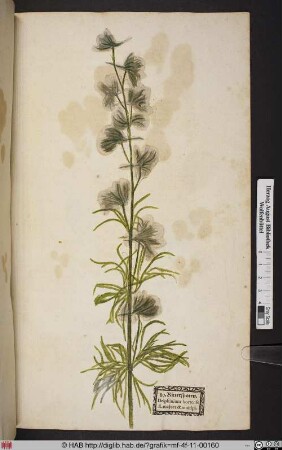 Rittersporen. Delphinium hortense fl. majore & multipl.