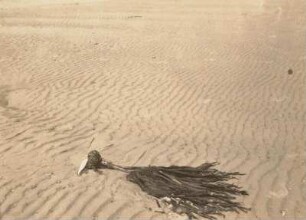 Helgoland. Düne. Wellenfurchen im Sand. Im Vordergrund eine angeschwemmte Laminaria