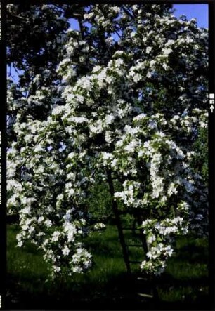 Zunzingen: Blüten, Großaufnahme