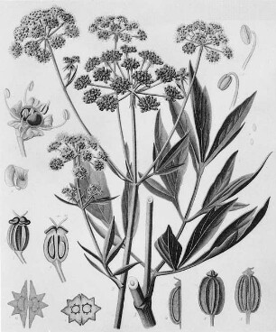 Liebstöckel (Levisticum officinale), farbig : Geographie | Wirtschaftsgeographie | Reizmittel, aetherische Öle und Duftstoffe liefernde Pflanzen | Tabak, Arzneipflanzen und Ölpflanzen