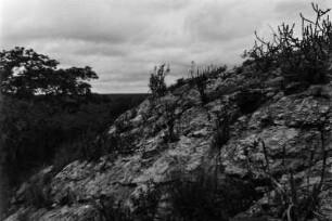 Wolfmilchgewächse : Wolfsmilchgewächse auf einem Granitfelsen.