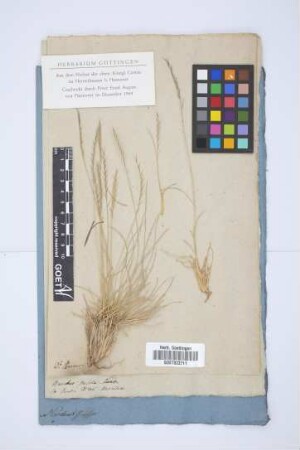 Nardus stricta L.