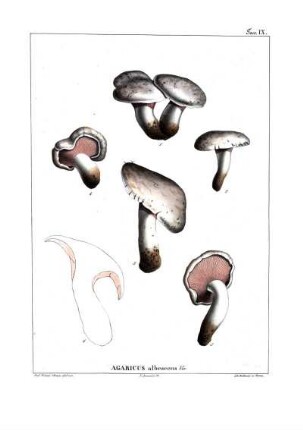 Tav. IX. Agaricus albescens Viv.