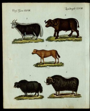 Ochsen verschiedener Art.