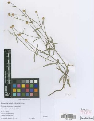 Ranunculus udicola E. H&ouml;randl & W. Gutermann[paratype]