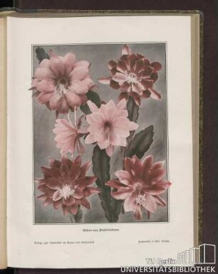 Blüten von Phyllokakteen