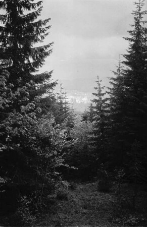 Nadelwald : Blick durch einen Nadelwald, vermutlich bei Lohberg
