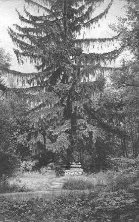 Bad Gottleuba-Berggießhübel-Oelsen. Baum im Naturschutzgebiet Bienhof, Ansichtskarte
