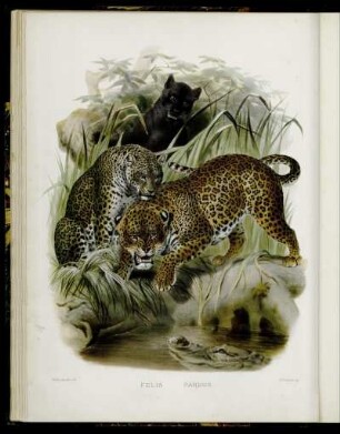[VII.] Felis Pardus