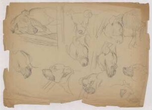 Tierstudien : Kopfstudien eines schlafenden Hundes; Blatt um 90° gedreht