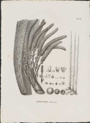 Tab. 57. Acromia sclerocarpa