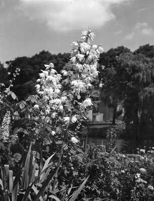 Blumen div. lt. Heft 71 : Blumen. Staude