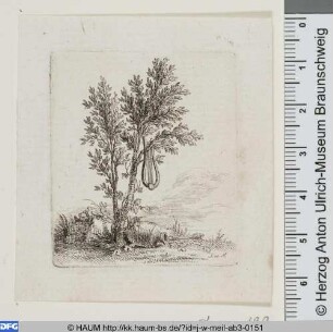Leier in einem Lorbeerbaum hängend