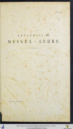 Abschnitt III. Muskel-Lehre.