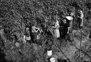 Ihringen: Gruppe in den Reben, von oben