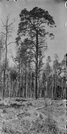 Wald : Blick auf einen Hochwald.