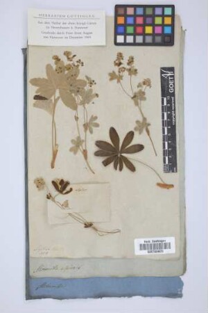 Alchemilla alpina L.
