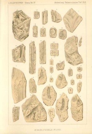 Schenk, Fossile Flora