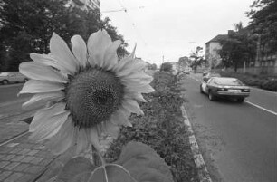 Sonnenblumenblüte in der Kaiserallee