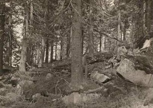 Isergebirge. Urwald auf dem Blockmeer am Siechhübel (Jizera)