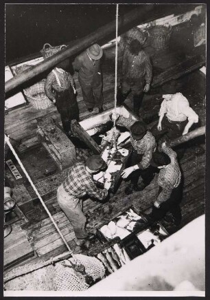 Beim Löschen des frischen Fangs am Fischereihafen Hamburg-Altona