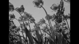 Blühende Welt – Stimmungsbilder einer Ausstellung (1936)