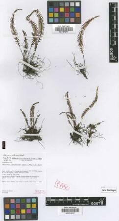 Melpomene xiphopteroides (Liebm.) A.R.Sm. & R.C.Moran