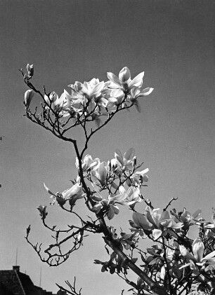 Magnolie