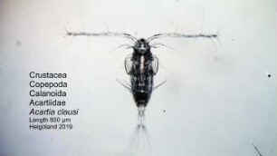 Acartia clausi Helgoland 2019
