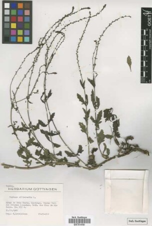 Verbena officinalis L.