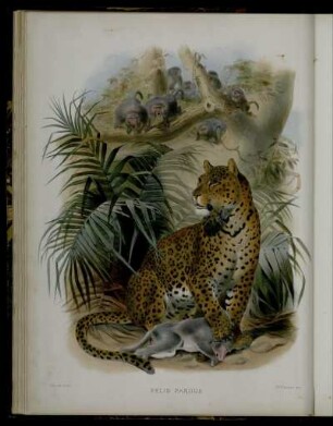 [VI.] Felis Pardus
