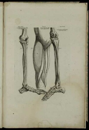 Tab. XVIII. Tibia et pes, das Schienbein samt dem Fuß, von der äussern Seite. fig. 1; Femur, Der lincke Schenckel, von der äussern Seite. fig. 2; Das Schienbein samt dem Fuß von der innern Seite. fig. 3