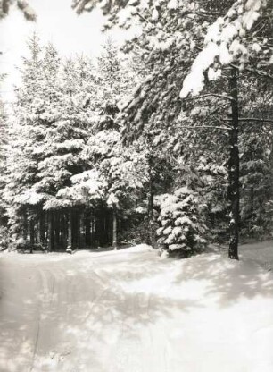 Dresdner Heide. Fichtenwald im Winter