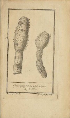 Illustration 1: Champignons Astringens de Malthe