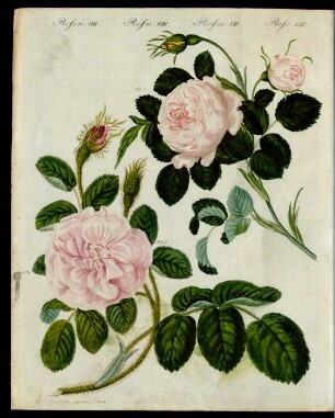 Rosen-Arten.