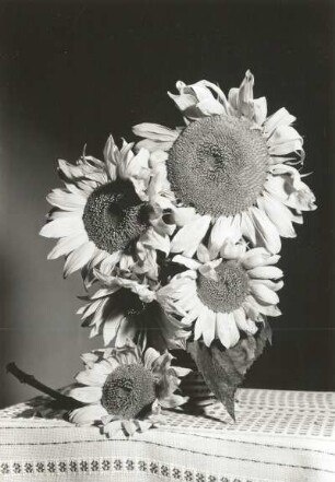 Sonnenblumen (Helianthus annuus) in einer Vase