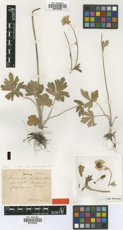 Ranunculus nissanus Petrovic [type]
