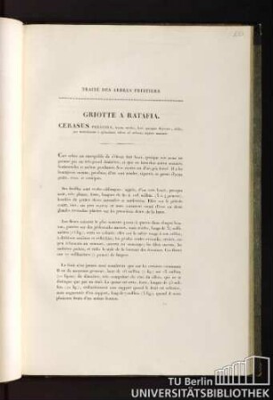 Traité des arbres fruitiers. Griotte a ratafia. Cerasus peracida, fructu medio, basi apicique depresso, acido, per maturitatem e splendente rubro ad colorem nigrum mutante.