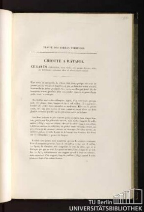 Traité des arbres fruitiers. Griotte a ratafia. Cerasus peracida, fructu medio, basi apicique depresso, acido, per maturitatem e splendente rubro ad colorem nigrum mutante.