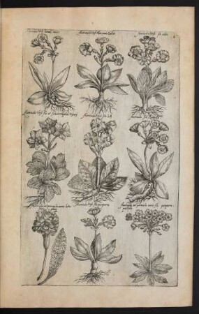 Taf. 4. [Auricula]